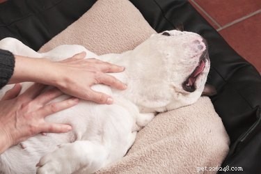 Hur du tränar din hund att sova i ett annat rum