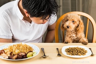개에게서 음식 공격성을 훈련시킬 수 있습니까?