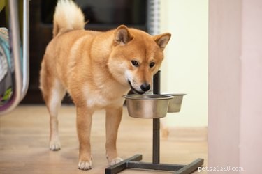 개에게서 음식 공격성을 훈련시킬 수 있습니까?