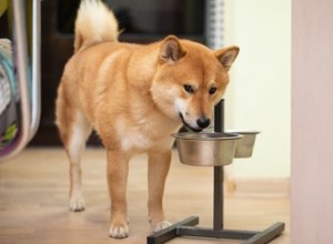 あなたは犬から食物攻撃性を訓練することができますか？ 