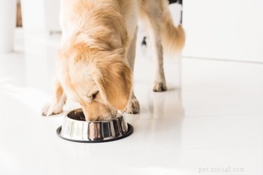 Você pode treinar a agressão alimentar de um cachorro?