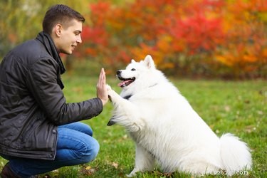 Como ensinar novos truques a um cachorro velho