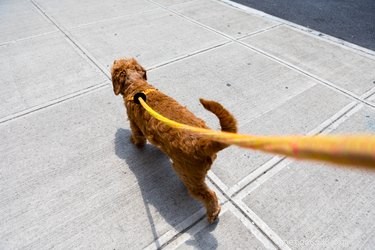 Hoe train je een hond die aan de lijn reageert