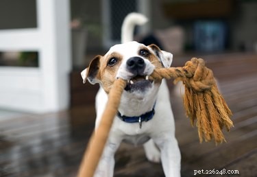 おもちゃを所有しないように犬を訓練する方法 