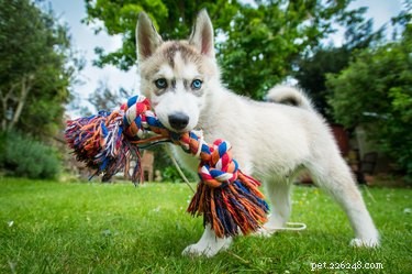 Como treinar um cão para não possuir um brinquedo
