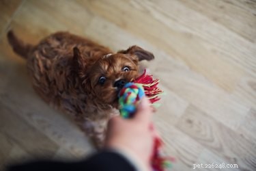 Hoe leer je een hond om niet bezitterig te zijn van speelgoed