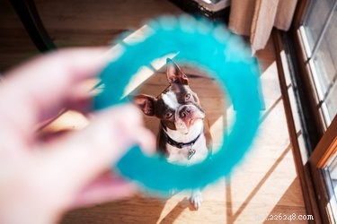 Como treinar um cão para não possuir um brinquedo