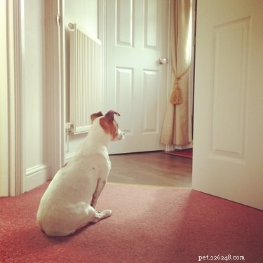 Jak vycvičit svého psa, aby zazvonil, když potřebuje jít ven