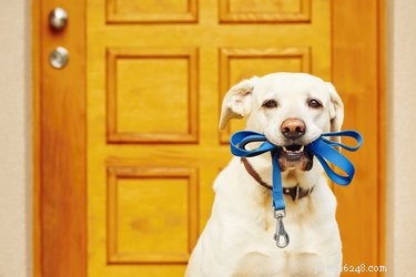 Como treinar seu cachorro para tocar uma campainha quando precisar sair