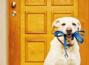 外出する必要があるときにベルを鳴らすように犬を訓練する方法 