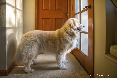 Come addestrare il tuo cane a suonare un campanello quando ha bisogno di uscire