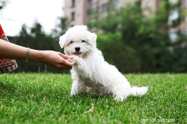 9 erreurs courantes de dressage de chiens que vous pourriez commettre