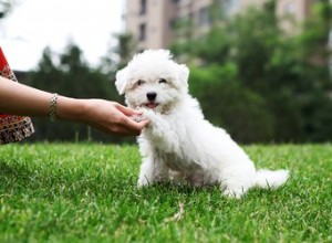 9 erros comuns no treinamento de cães que você pode estar cometendo