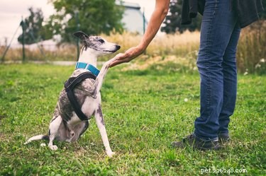 9 veelgemaakte fouten bij het trainen van honden