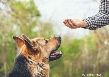 9 běžných chyb při výcviku psů, které možná děláte