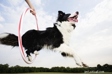 9 veelgemaakte fouten bij het trainen van honden