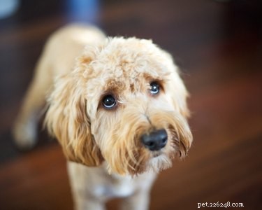 9 erreurs courantes de dressage de chiens que vous pourriez commettre