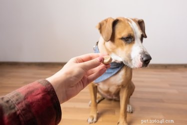 Hoe train ik een hond die niet gemotiveerd is voor eten?