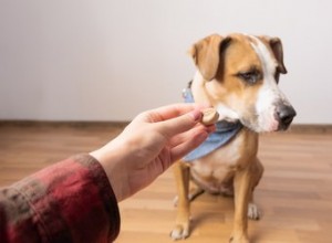 Jak vycvičím psa, který není motivován k jídlu?