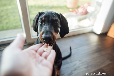 Hoe train ik een hond die niet gemotiveerd is voor eten?