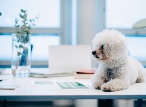 Co dělat a co dělat s sebou psa do práce