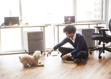 Co dělat a co dělat s sebou psa do práce
