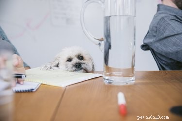 Что нужно и чего нельзя делать с собакой на работе