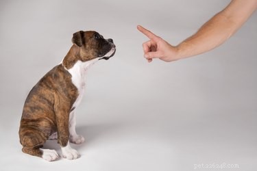 Hoe beïnvloedt straf het gedrag van een hond?