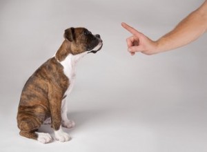 罰は犬の行動にどのように影響しますか？ 
