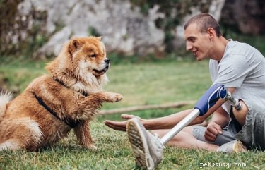 Como a punição afeta o comportamento de um cão?