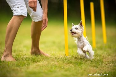 O que é o treinamento de agilidade para cães?