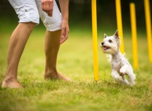 Che cos è l addestramento all agilità del cane, comunque?