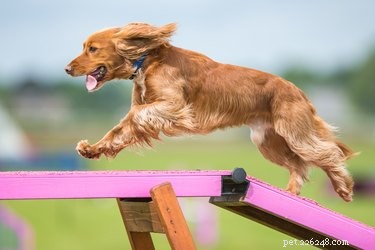 Co je výcvik agility psů?