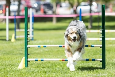 O que é o treinamento de agilidade para cães?