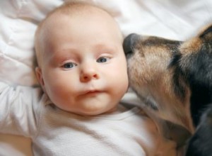 트레이너의 팁:개와 아기 