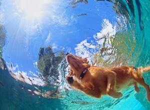 14 dicas de segurança da água para proteger seu cão neste verão