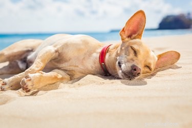 14 советов по безопасности на воде, которые помогут защитить вашу собаку этим летом