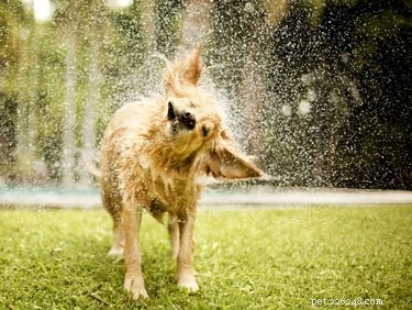 올 여름 강아지를 보호하기 위한 14가지 물 안전 수칙