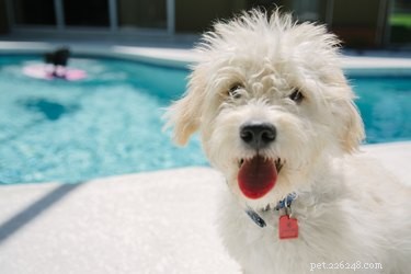 この夏あなたの犬を保護するための14の水の安全のヒント 