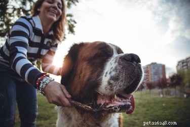 5 regole di etichetta del parco per cani che non dovresti mai infrangere