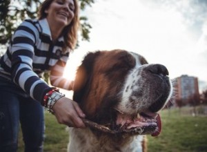 5 pravidel etikety psího parku, která byste nikdy neměli porušovat