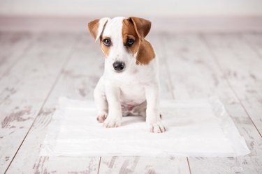 Posso domesticar um cachorrinho sem uma caixa?