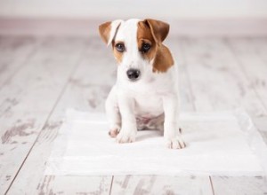 강아지 상자 없이 집을 청소할 수 있습니까?