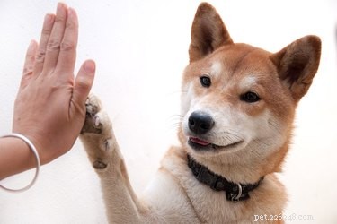 Leer een hond hoe hij een high five geeft