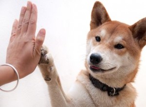 Ensine um cão a dar um high five