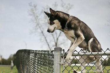 Hoe u kunt voorkomen dat een hond een hek of poort beklimt