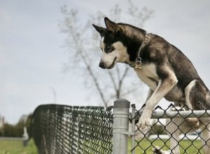 Como impedir que um cachorro suba uma cerca ou portão