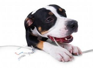 Smettere di masticare i cani senza spray amaro