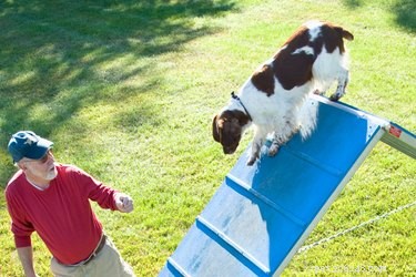 Спорт и хобби с участием собак