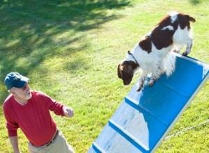 Sports et loisirs impliquant des chiens